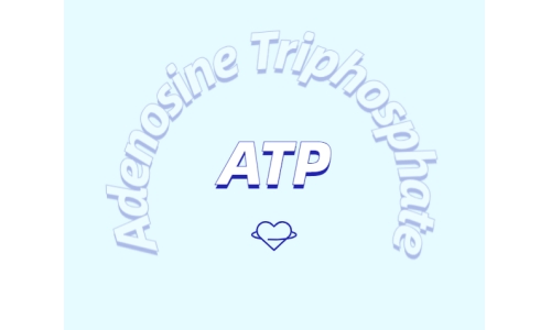 ATP在體育鍛煉中有什么作用？